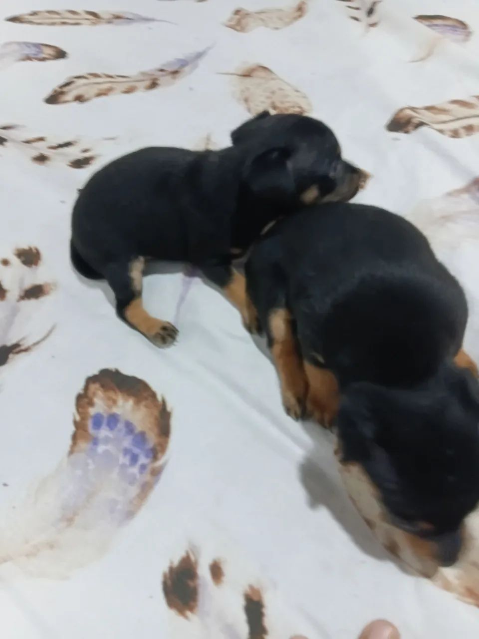 Vendo cachorro da raça pincher  legítimo  - Foto 3