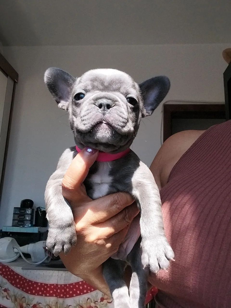 Buldogue Francês  - Foto 4