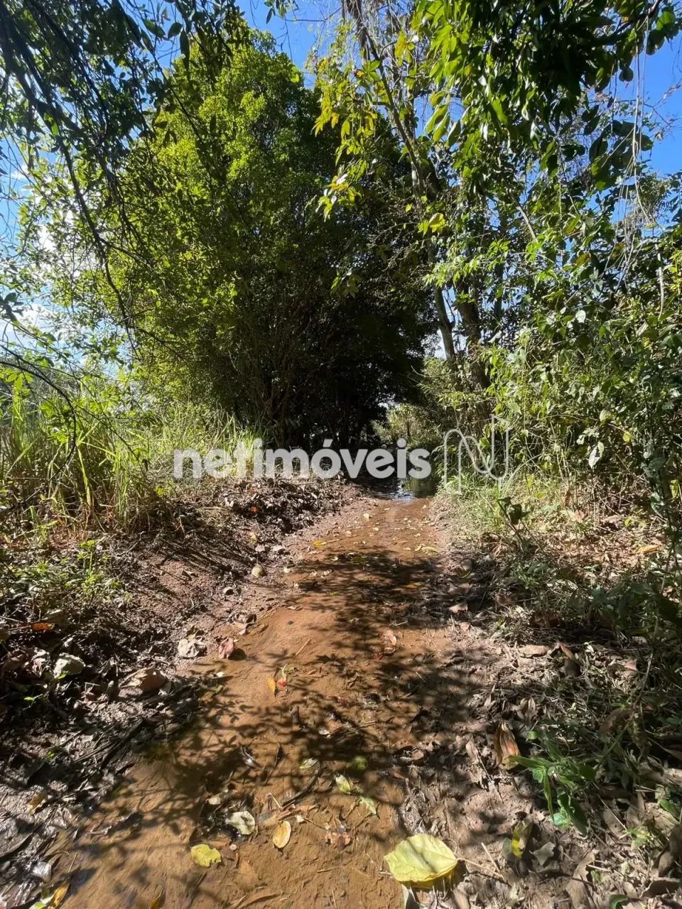 CHÁCARA À VENDA  FLORESTAL/MG - Foto 5
