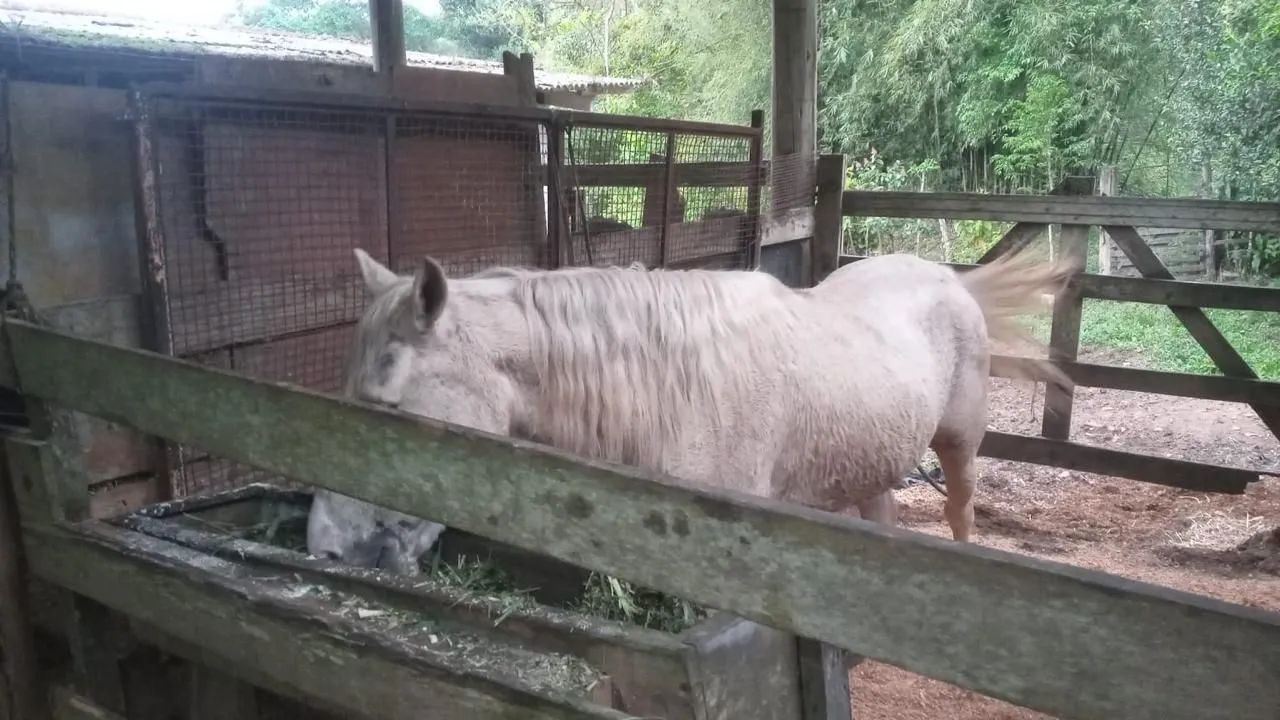Cavalo mangalarga marchador marcha picada 