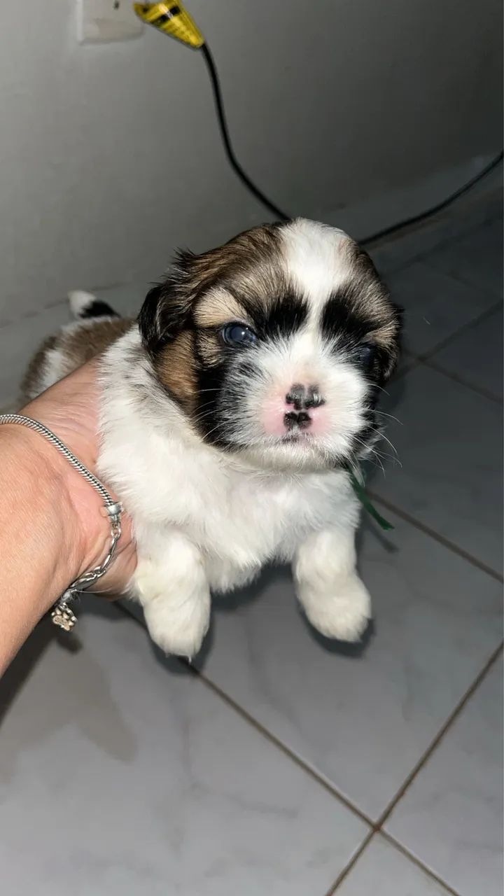 Shihtzu macho puro