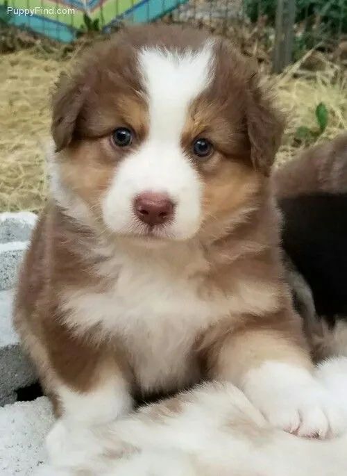 Border collie chocolate 