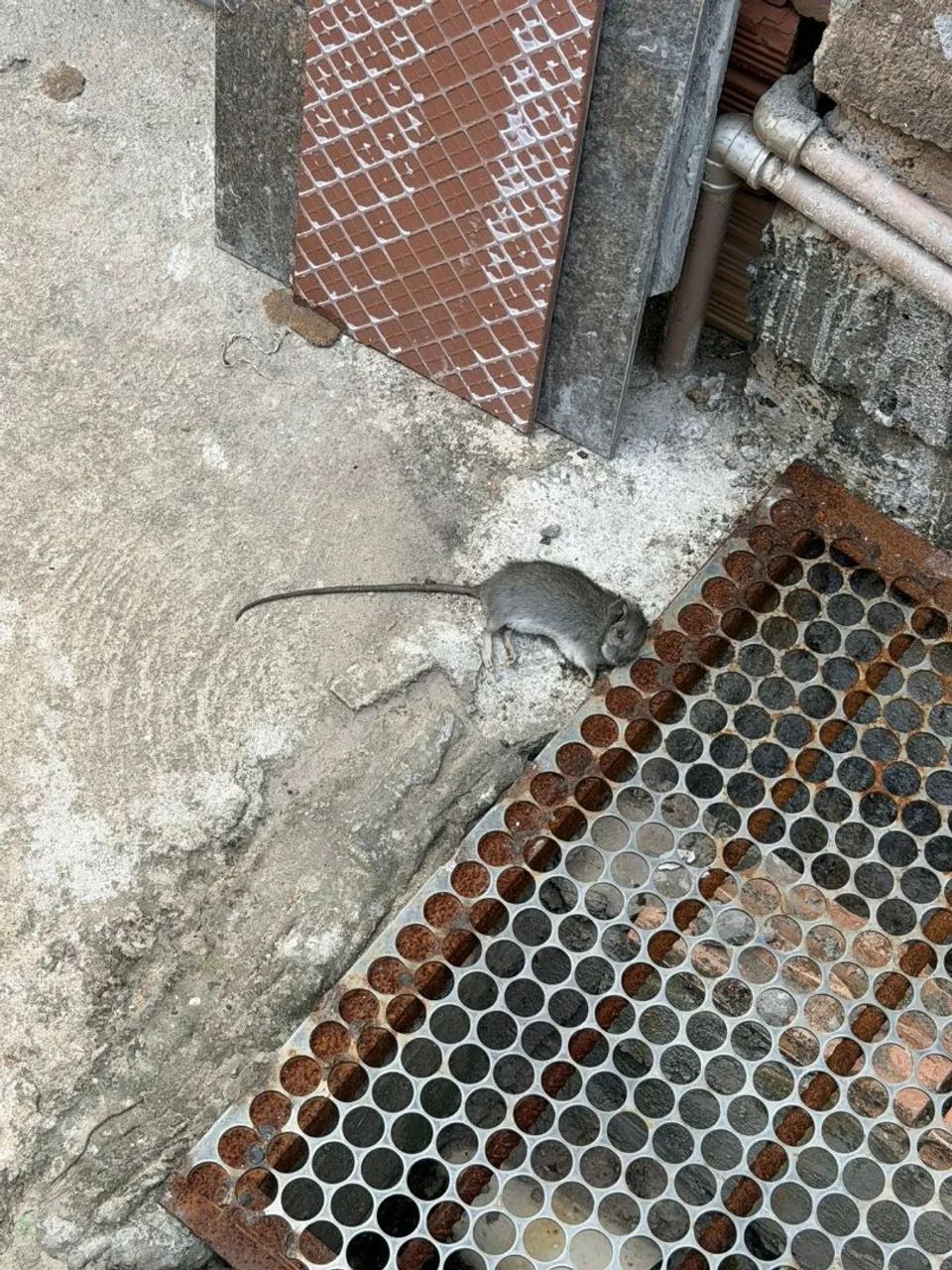 Desratização  - Foto 2