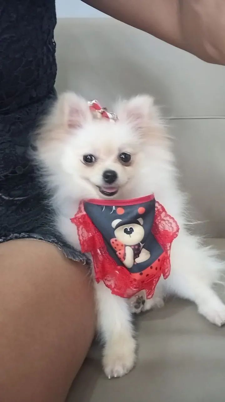 Spitz Alemão - Foto 4