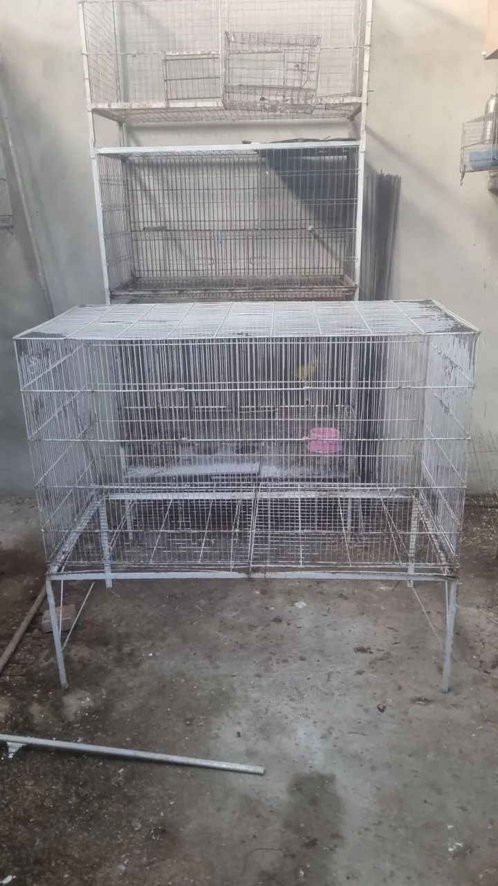 Viveiro para RingNecks - Foto 2
