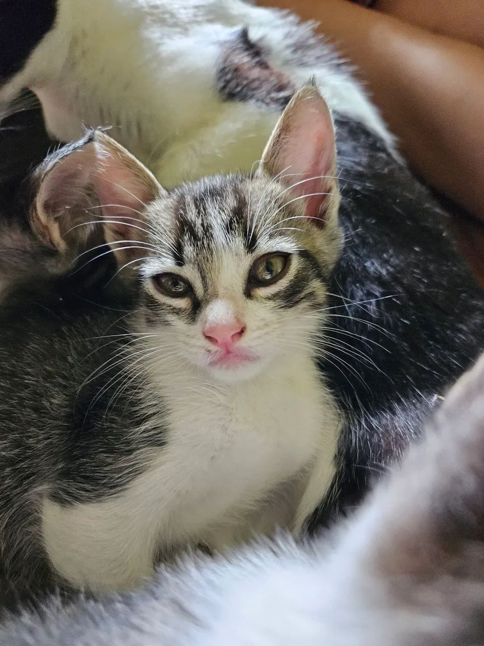 Doação de gatinhos  - Foto 5