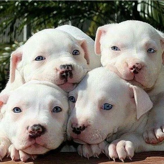 Pitbull fofos confiança e paz ? 