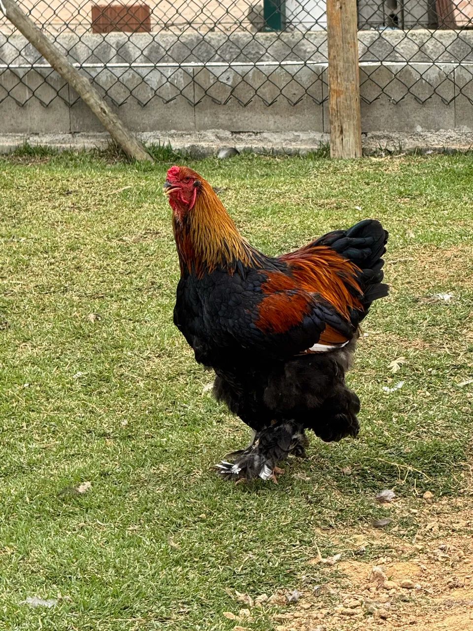 Ovos de Brahmas dúzia  - Foto 5
