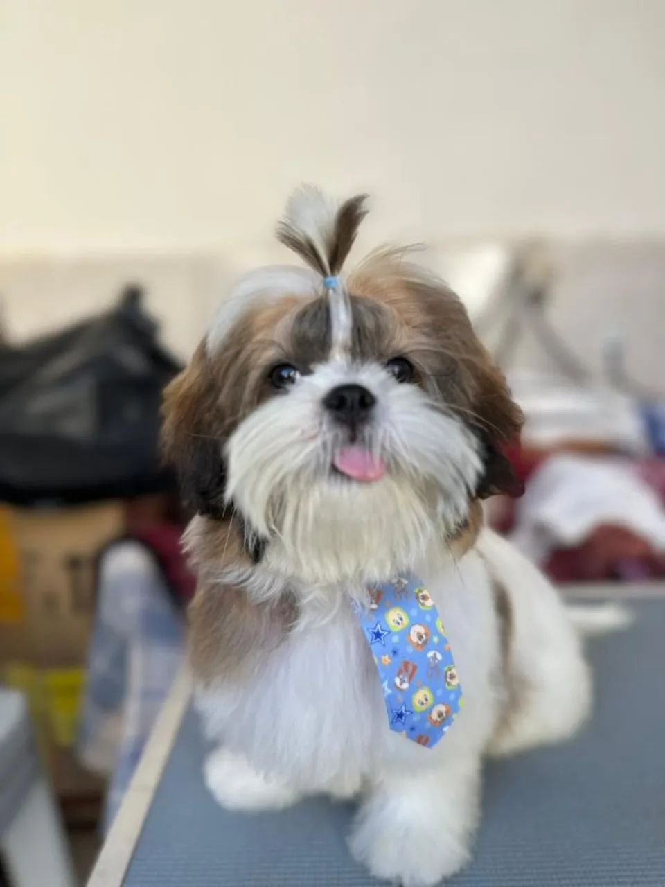 Shihtzu Macho para Cruzar - Foto 2