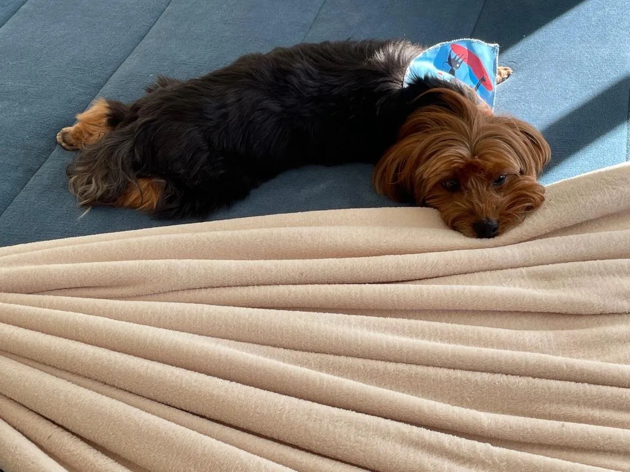 Doação responsável de cães - Foto 4