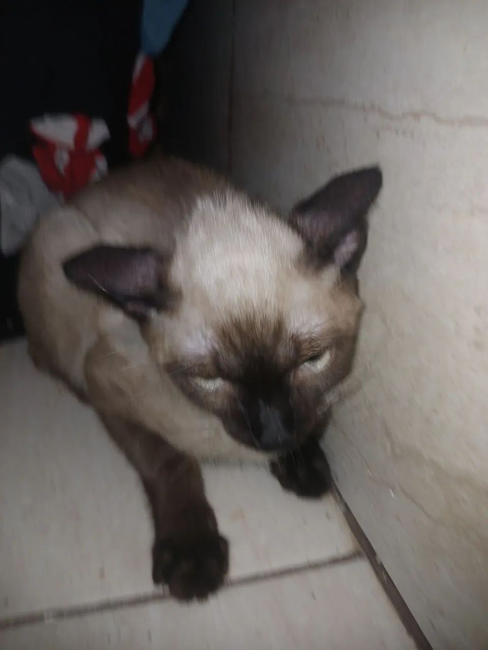 Gata Doando - Foto 3