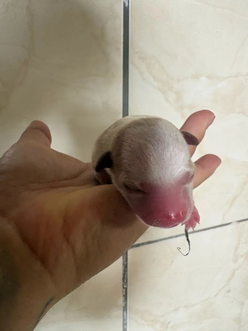 Cachorro pinscter - Foto 4