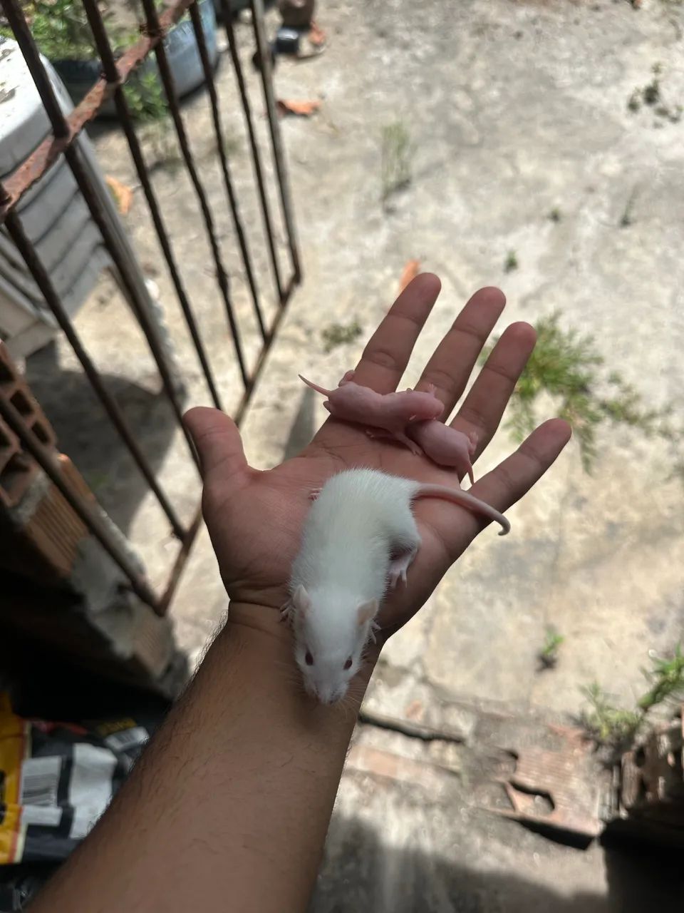 Ratos para pet e alimntaç