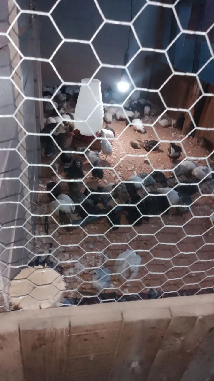 Codorna gigante machos - Foto 2