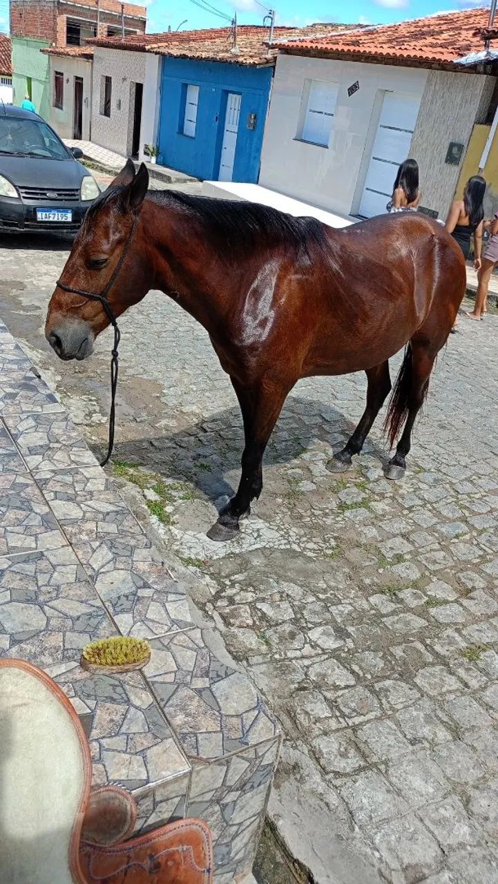 Cavalo de Charrete e Sela  - Foto 2