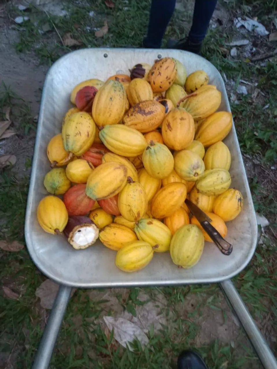 Fazenda Canto dos Pássaros - Foto 2
