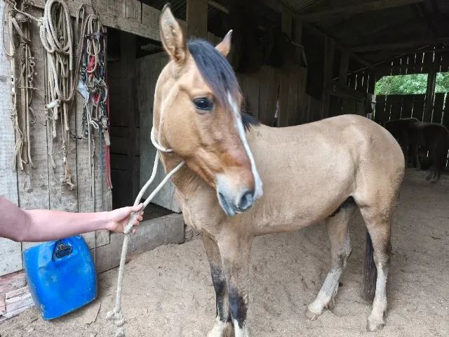 Cavalo crioulo  - Foto 2