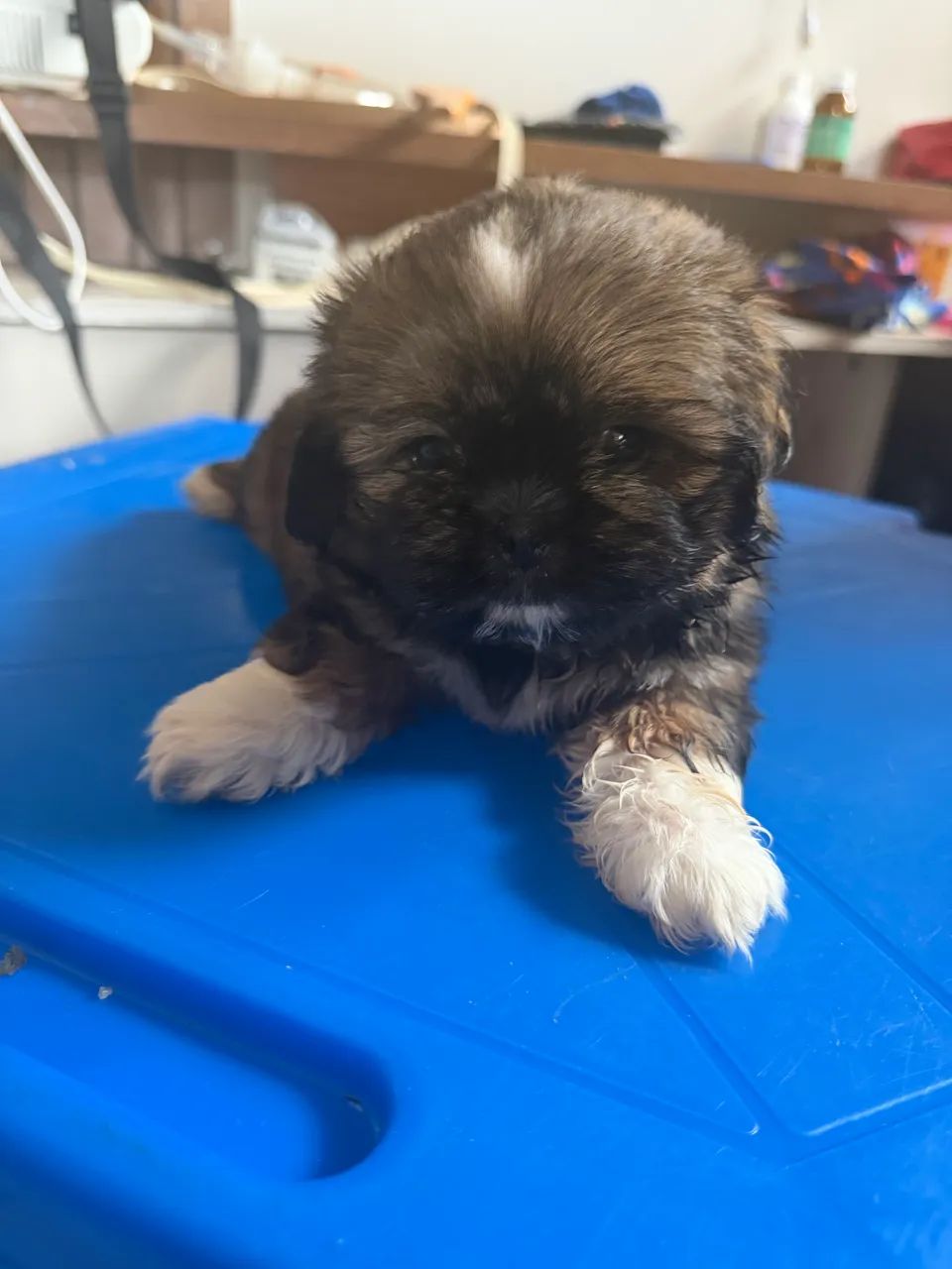 Shih tzu - Foto 2