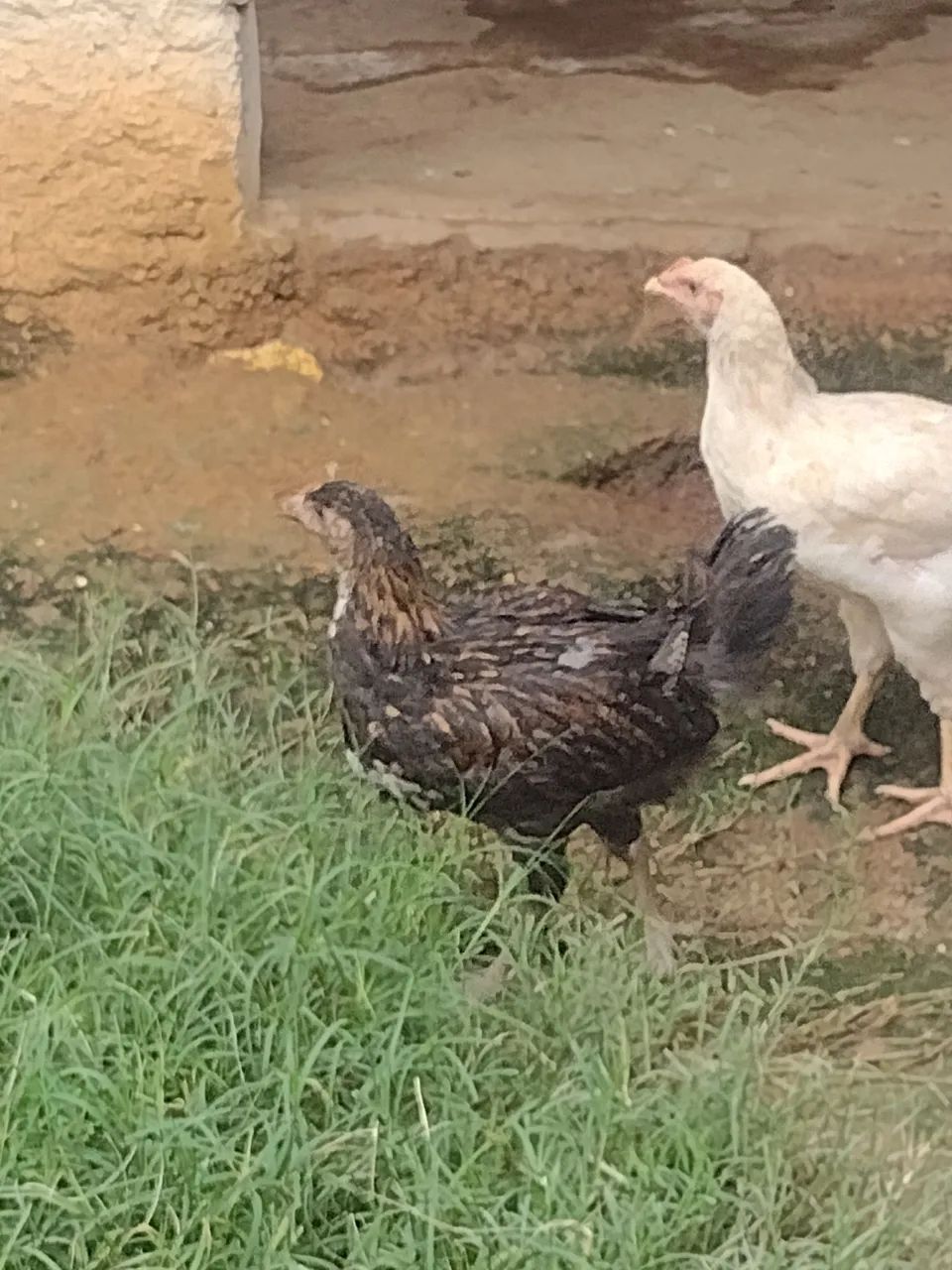 Venda de franguinhos GSB - Foto 2