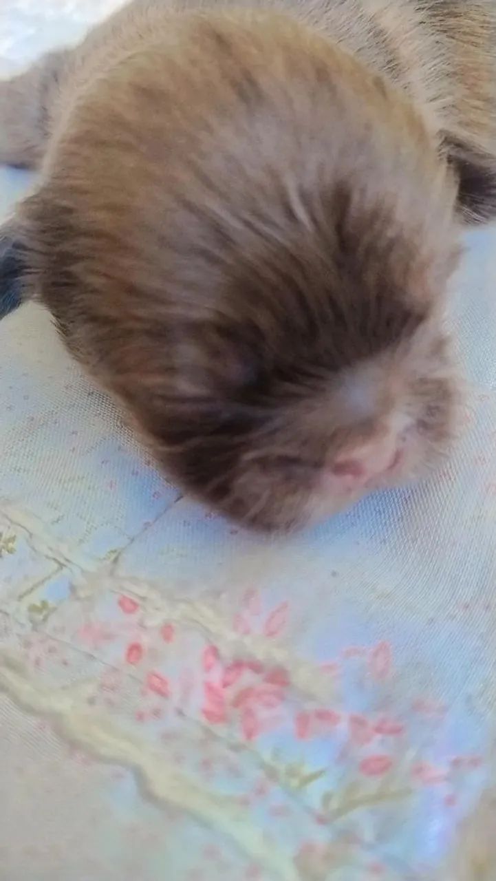 Cachorrinho Shih Tzu  - Foto 5