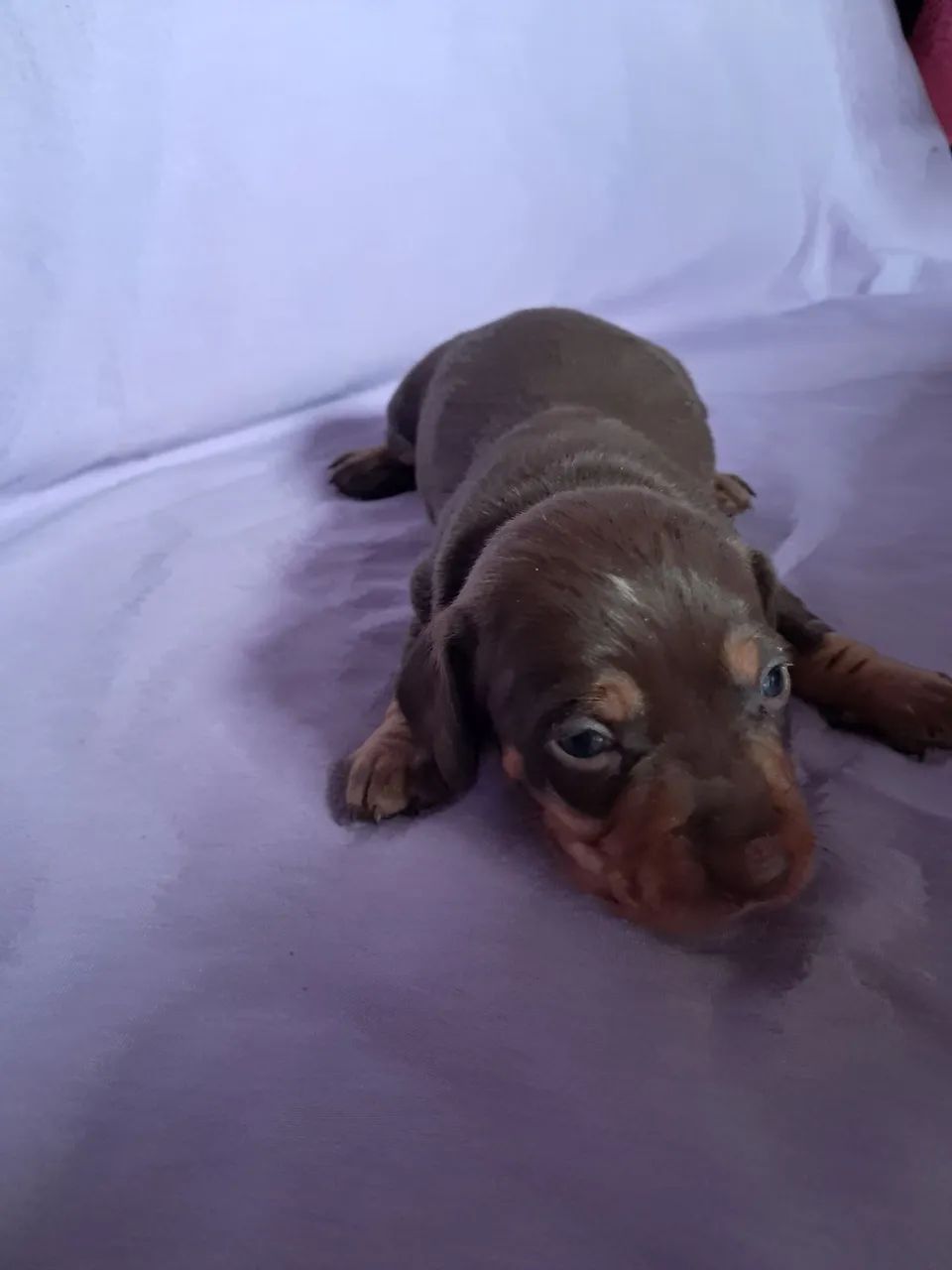 Dachshund  - Foto 3