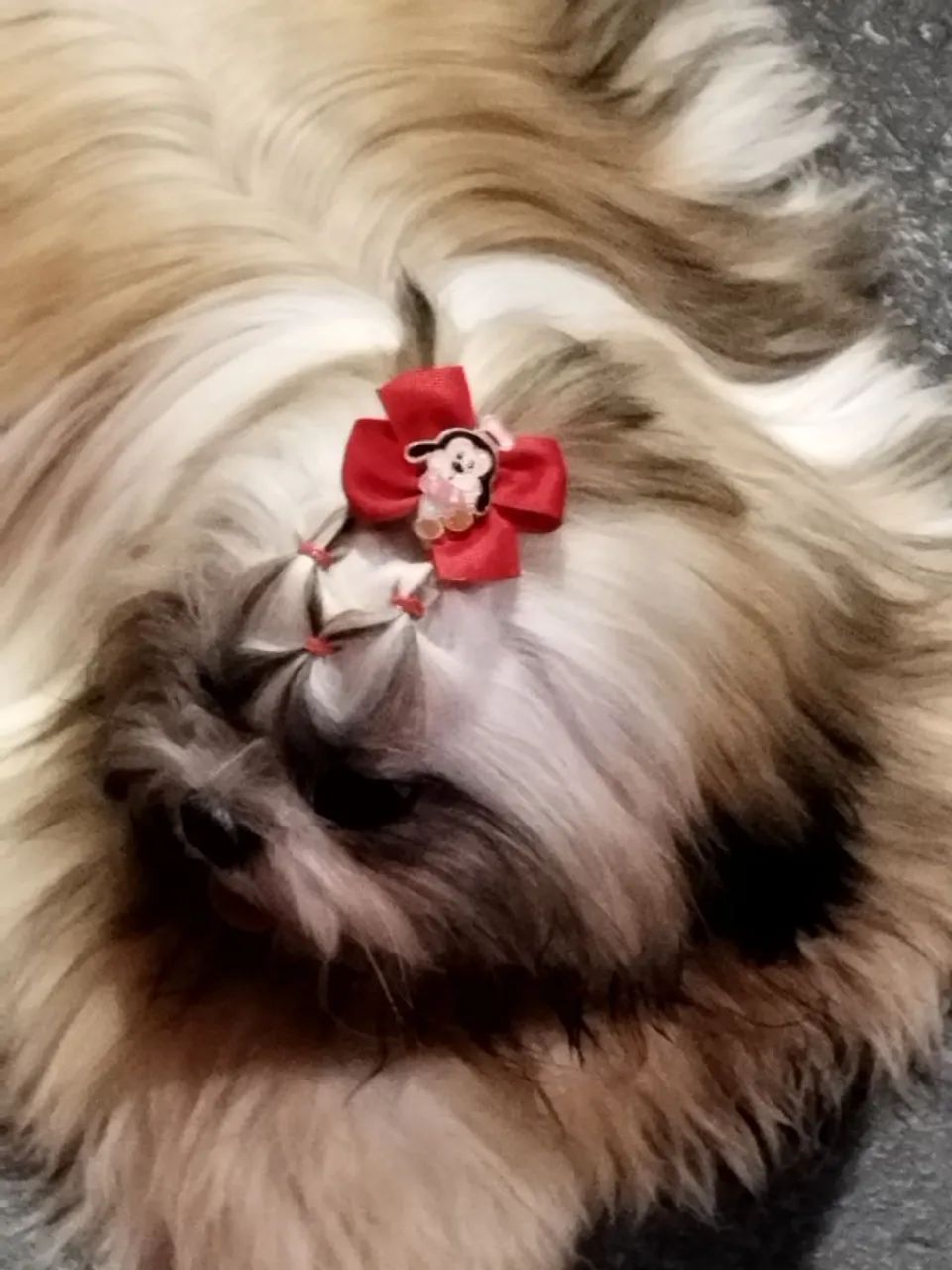 Shihtzu fêmea  - Foto 2