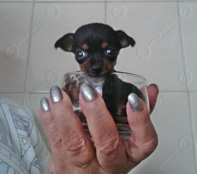 Miudinho pinscher zerinho  - Foto 2