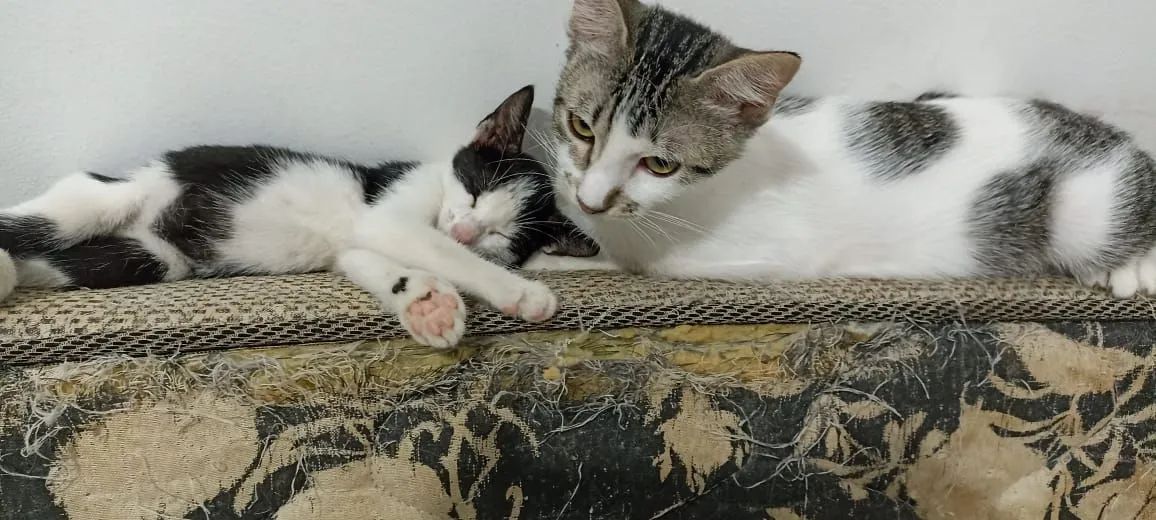 Gatinhos Para Adoção  - Foto 4