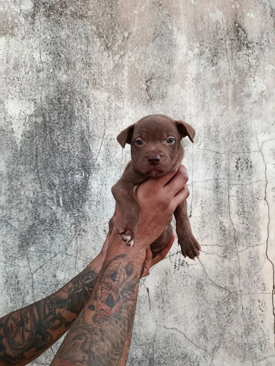 Filhotes de pitbull  - Foto 2