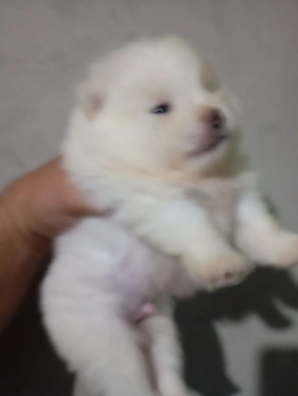 Spitz Macho  - Foto 2