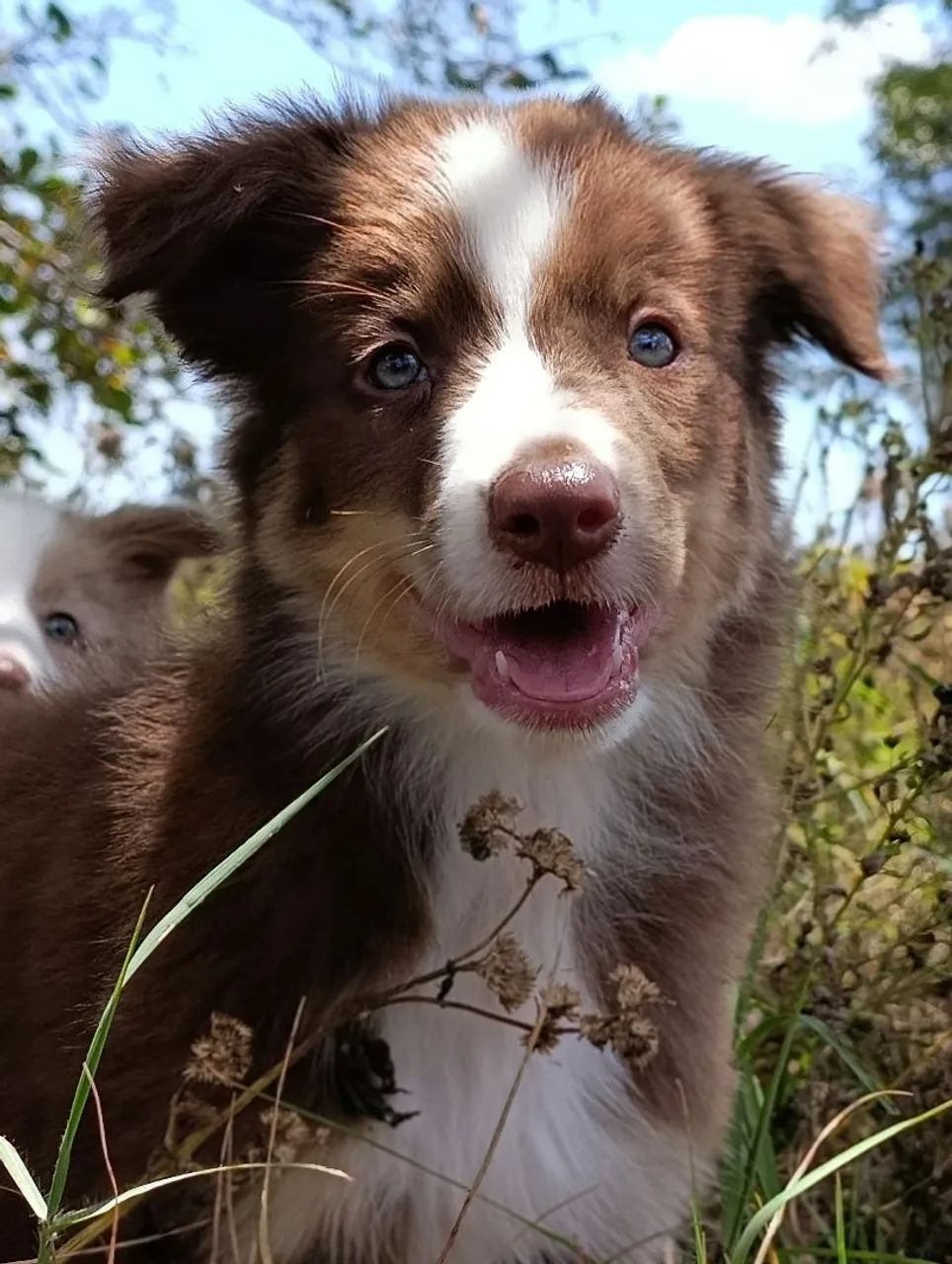 Border Collie  - Foto 3