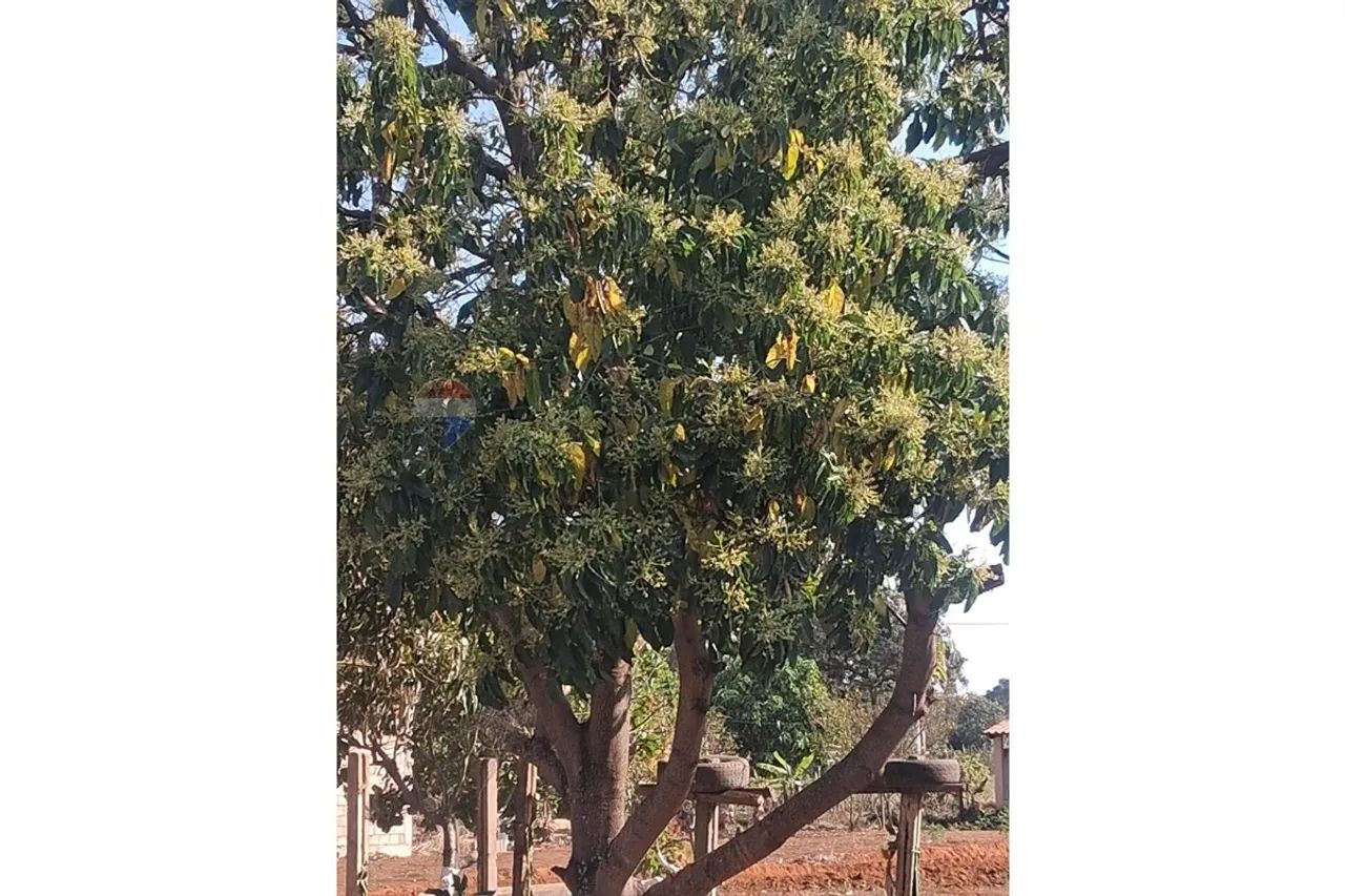 Chácara Produtiva à Venda em Uberaba, MG! - Foto 4