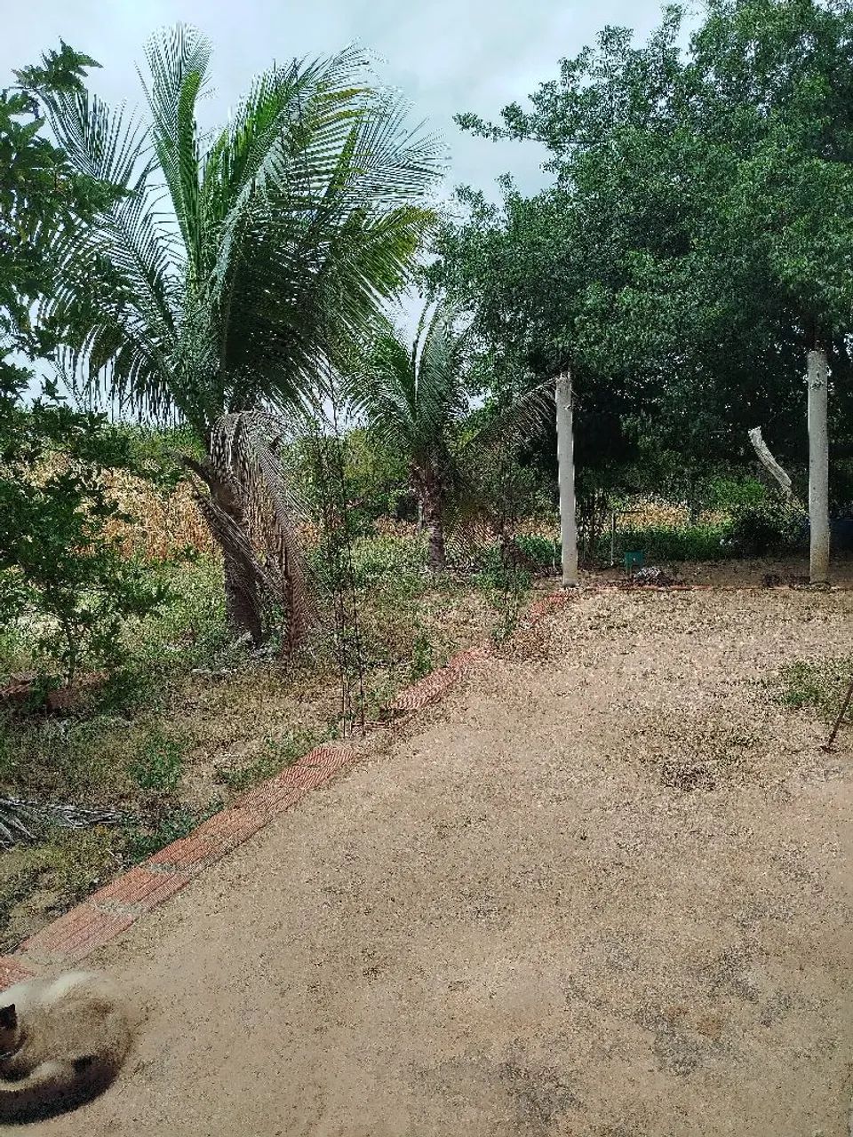 Sítio barro branco  - Foto 2