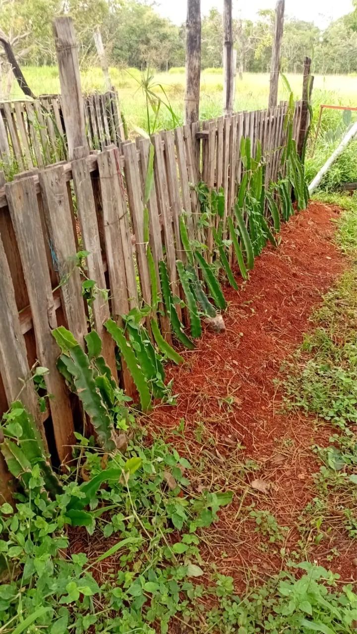 Mudas de Pitaya  - Foto 2