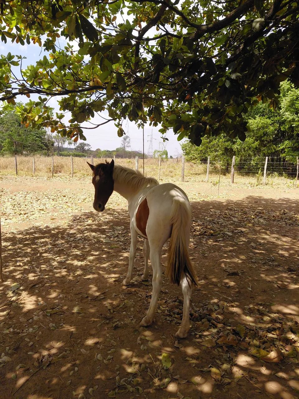 Potra manga larga marchador  - Foto 2