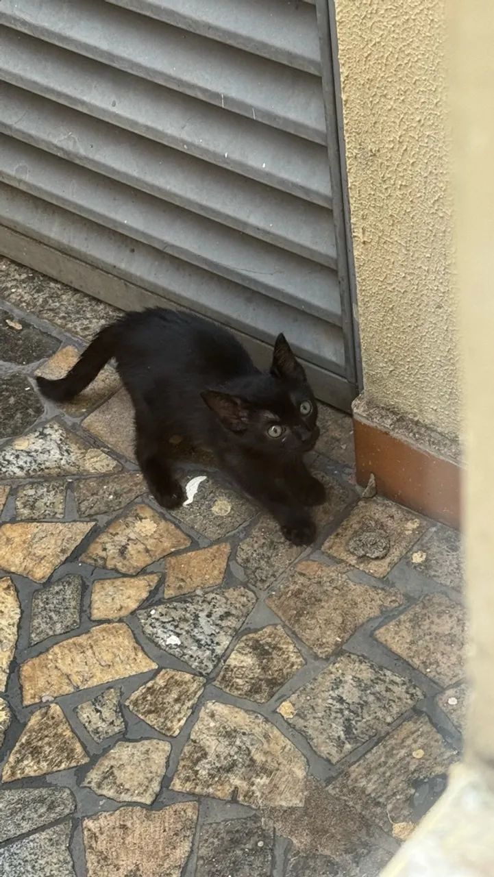 ? DOAÇÃO DE 2 GATINHAS  - Foto 5