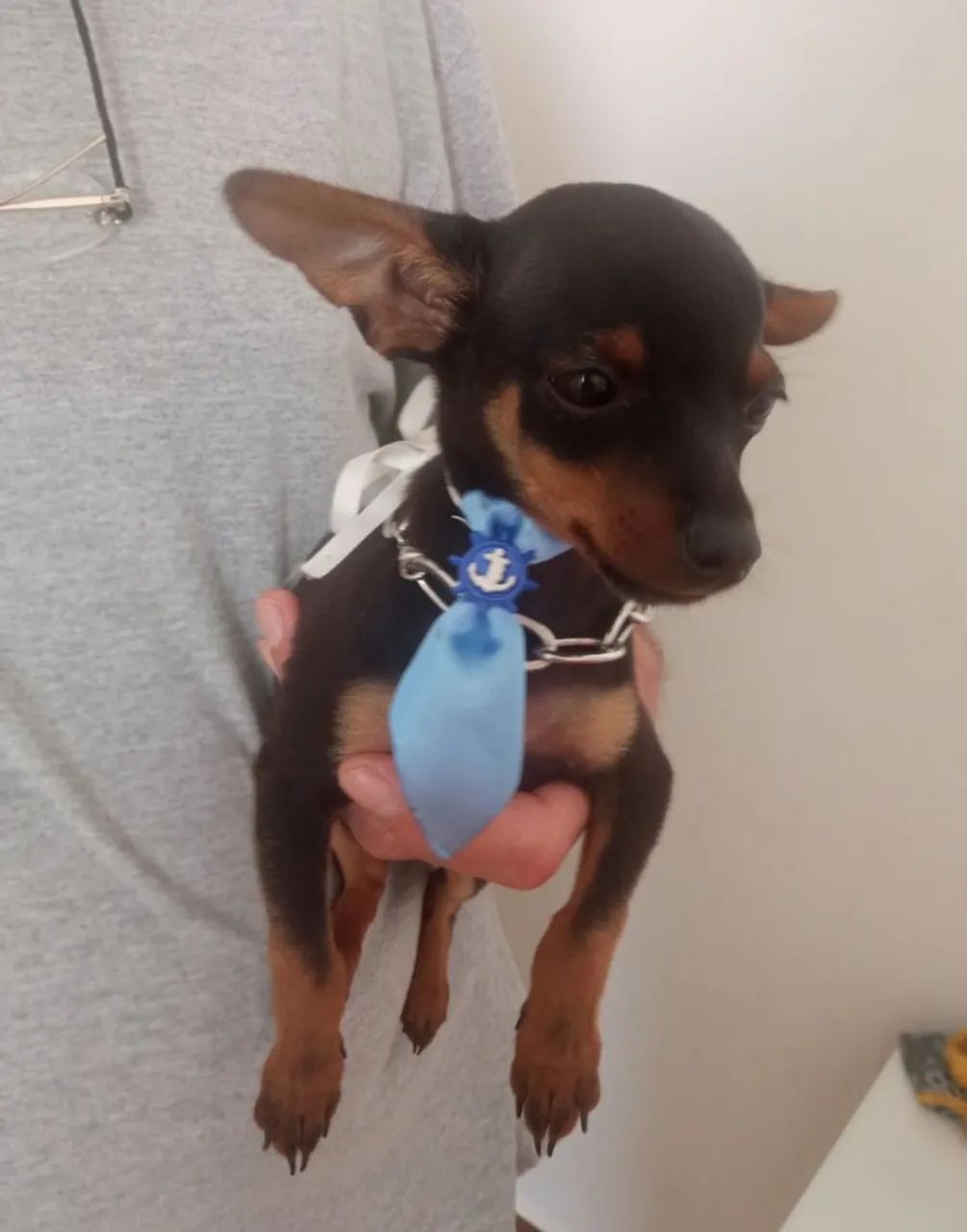 Pinscher - Foto 3