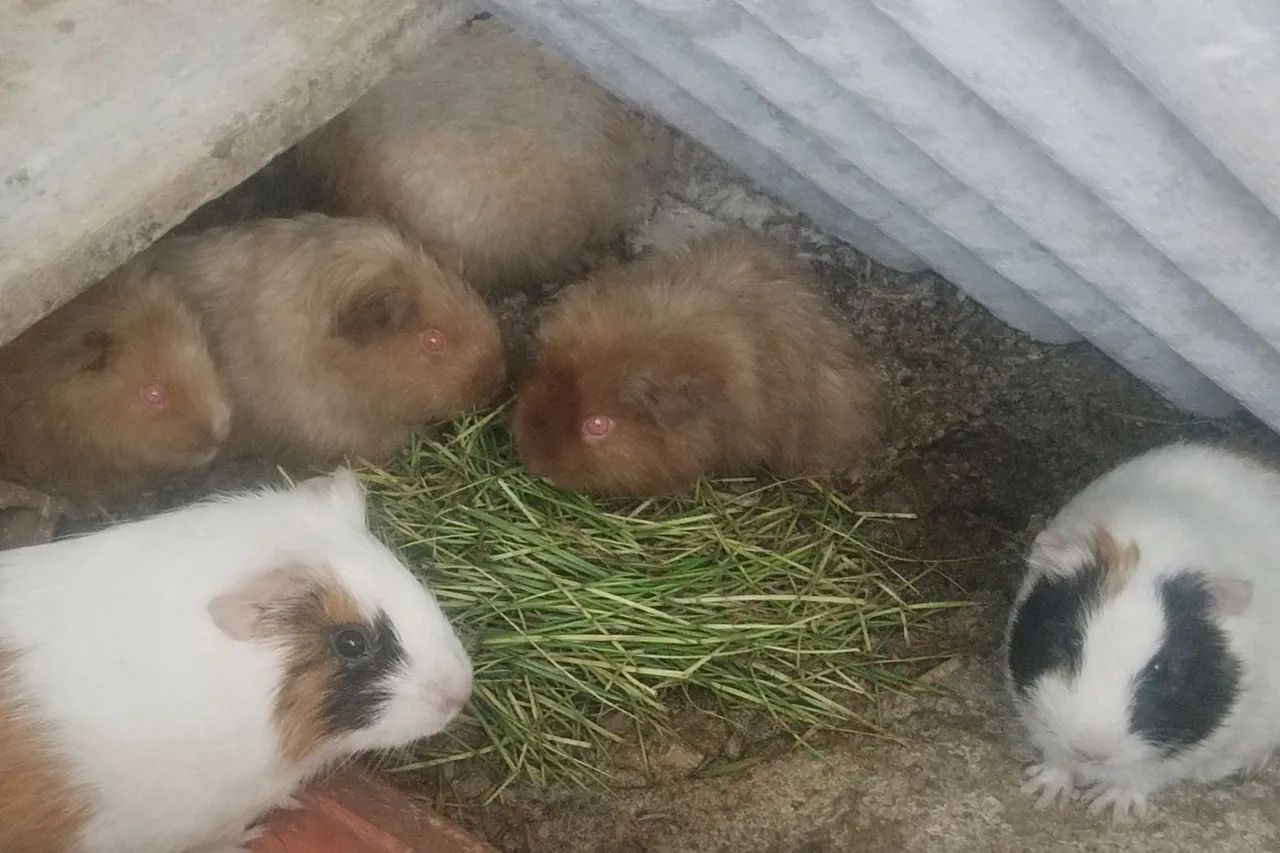 Porquinhos da Índia 5 por 150 - Foto 3