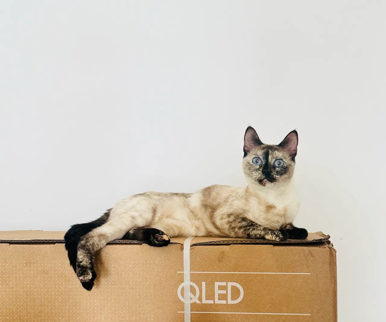 Gata  - Foto 3
