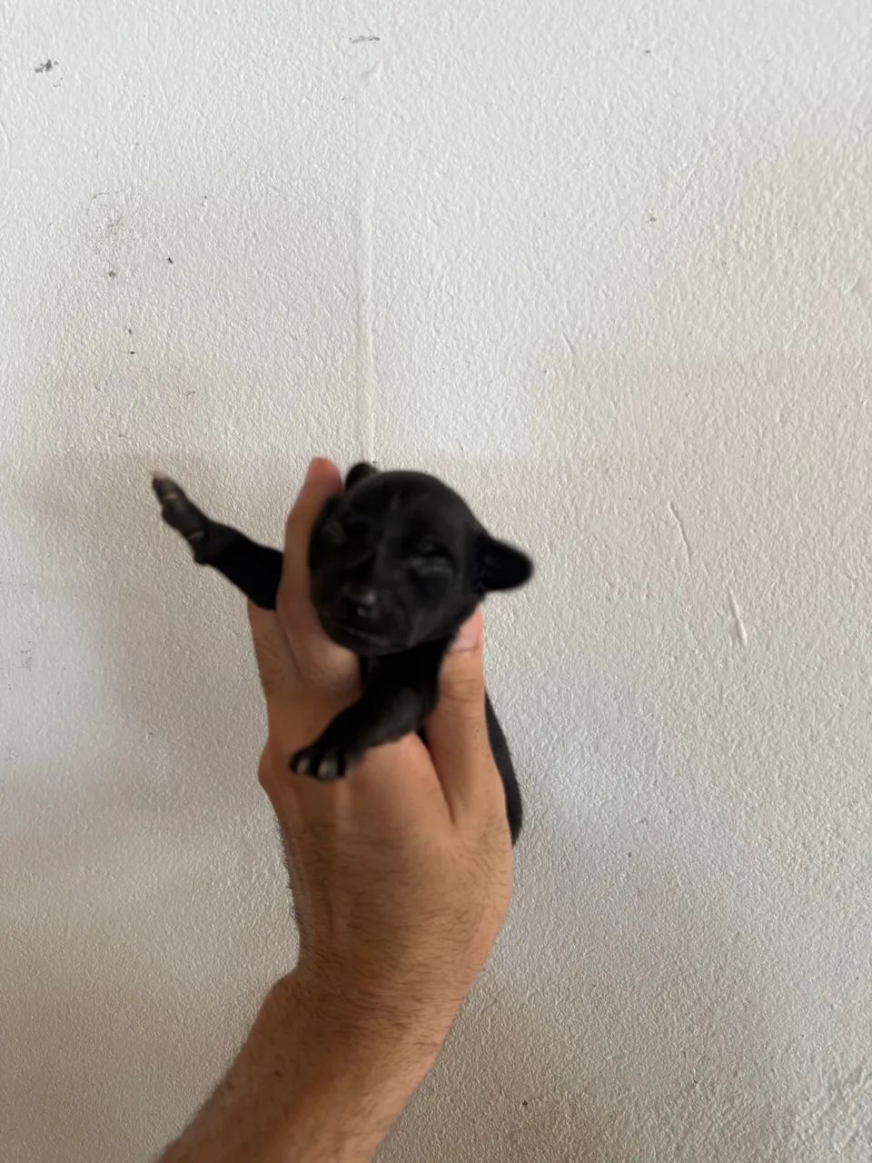 Pincher n0com1  - Foto 2