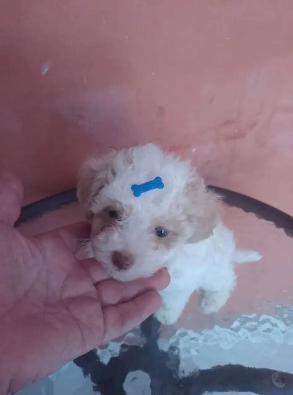 LINDOS FILHOTES PELUDOS  - Foto 3