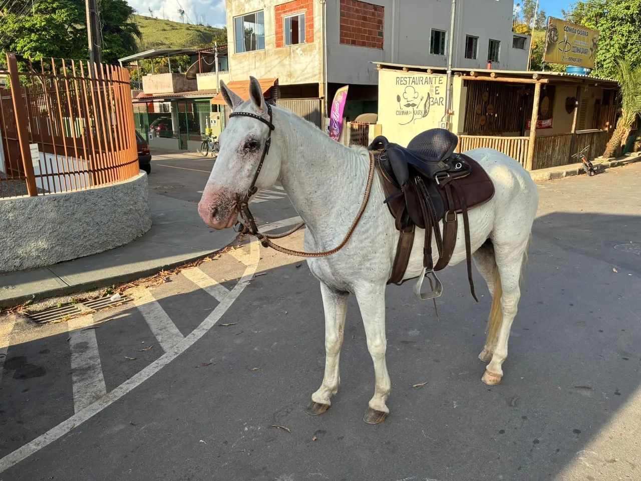 Vendo cavalo castrado 8 anos  - Foto 3