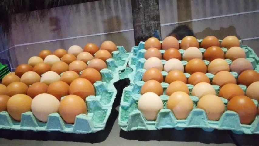 ovos  - Foto 2
