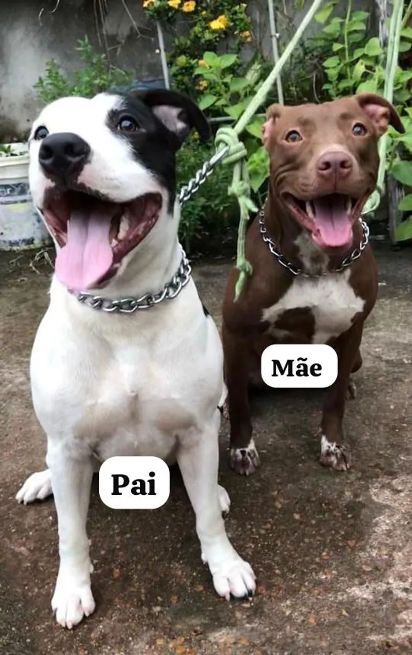Filhotes Pitbull terrier  - Foto 4