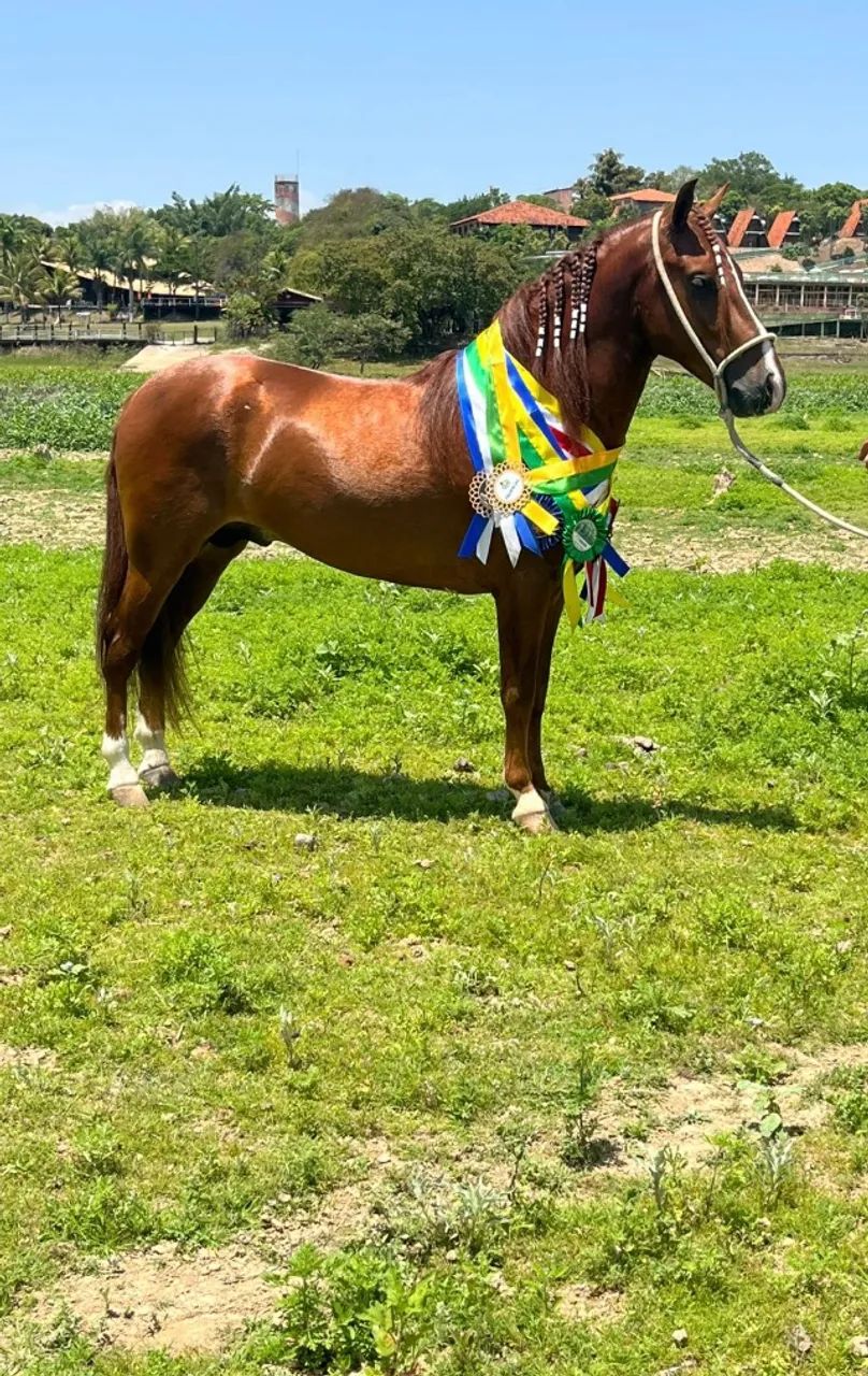 Cavalo piquira