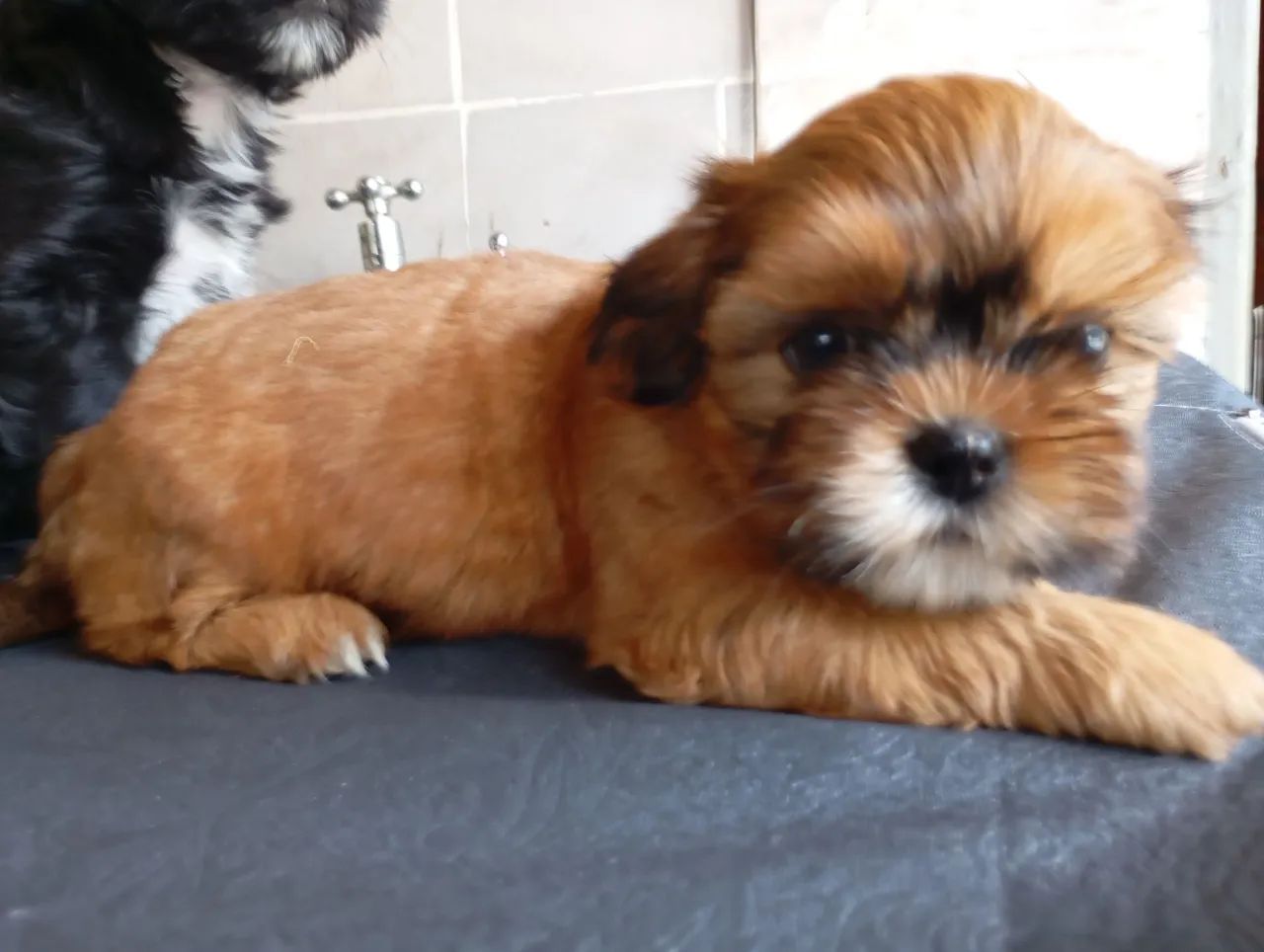 Último machinho  - Foto 2