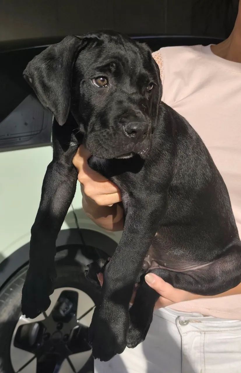 Cane Corso  - Foto 3