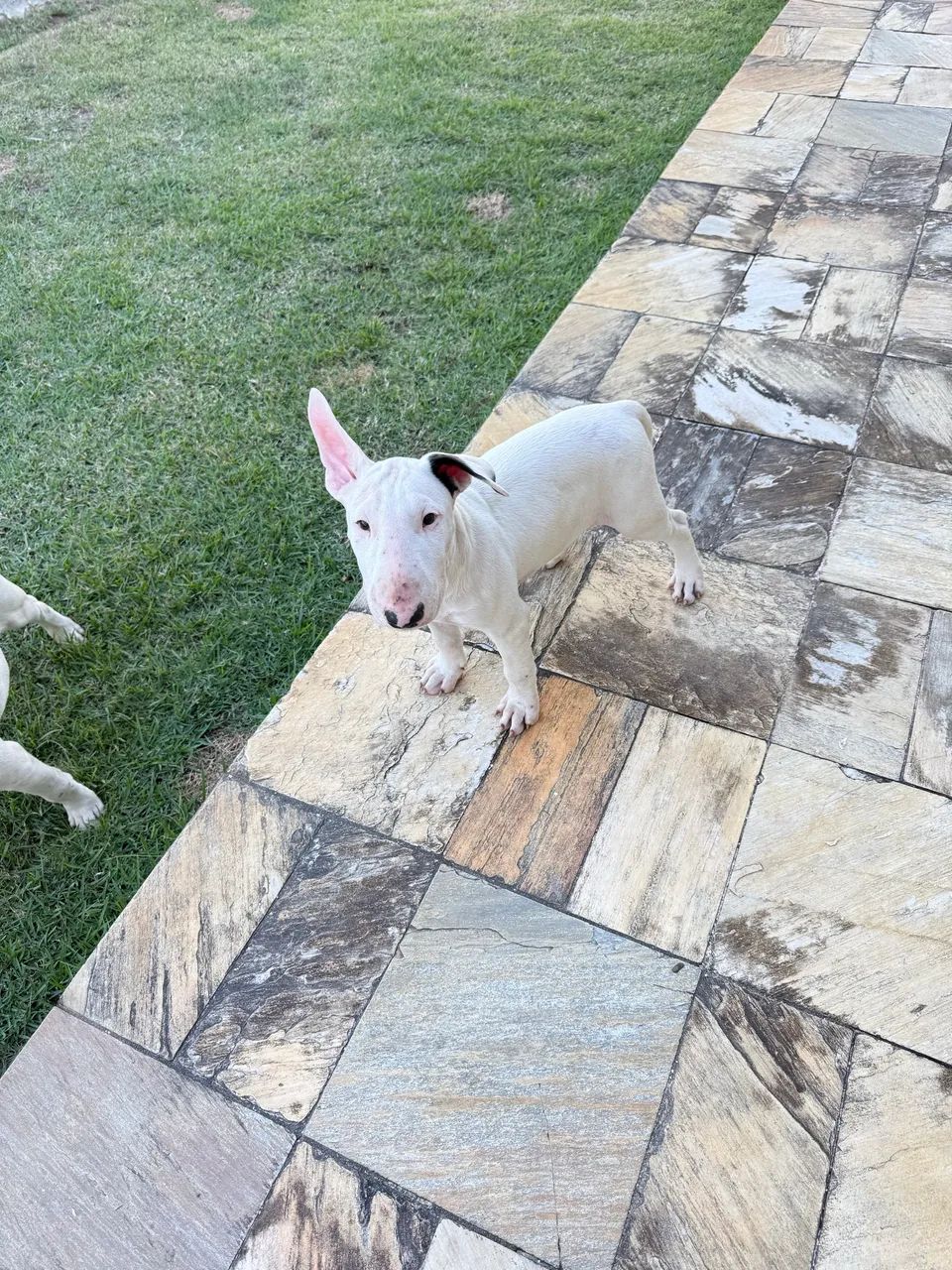 Filhote de Bull terrier com pedigree  - Foto 3
