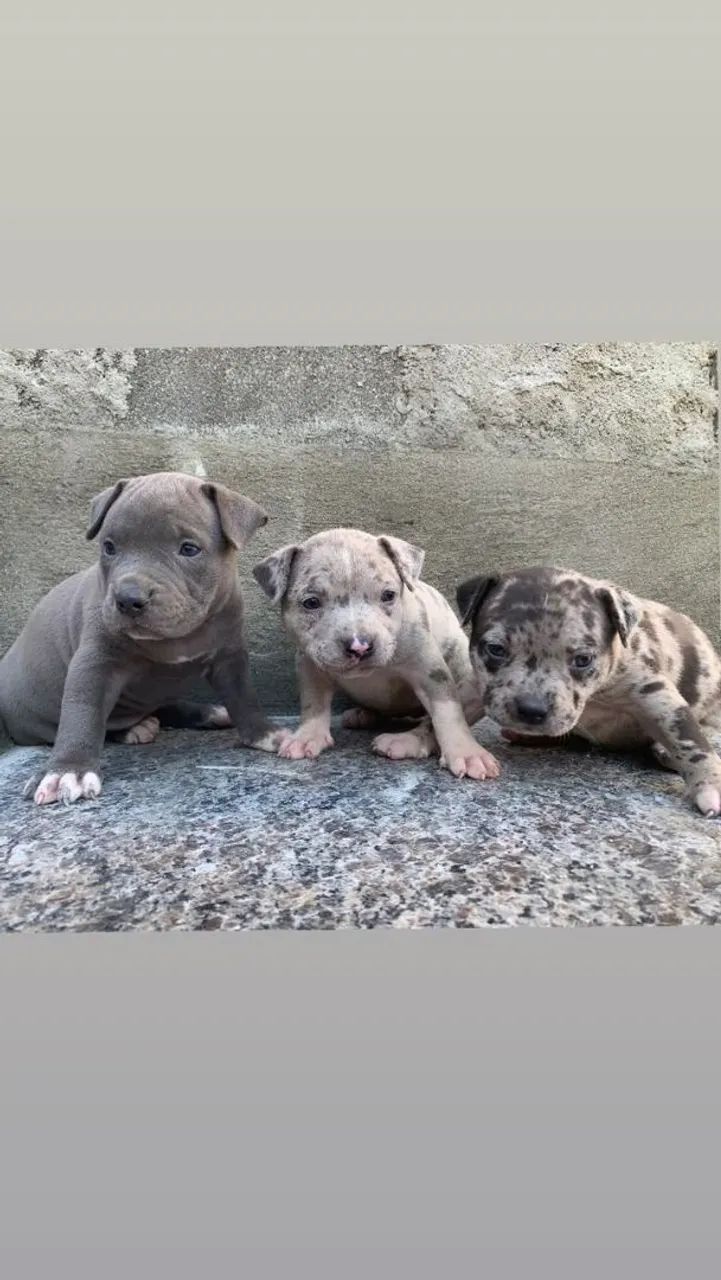 Cachorro 