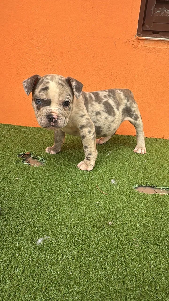 American Bully  - Foto 2